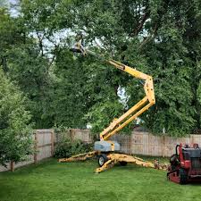 Best Root Management and Removal  in Montgomery, TX